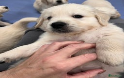 Golden Retriever dogs for sale: Stunning quality golden retriever puppies - Advert 4