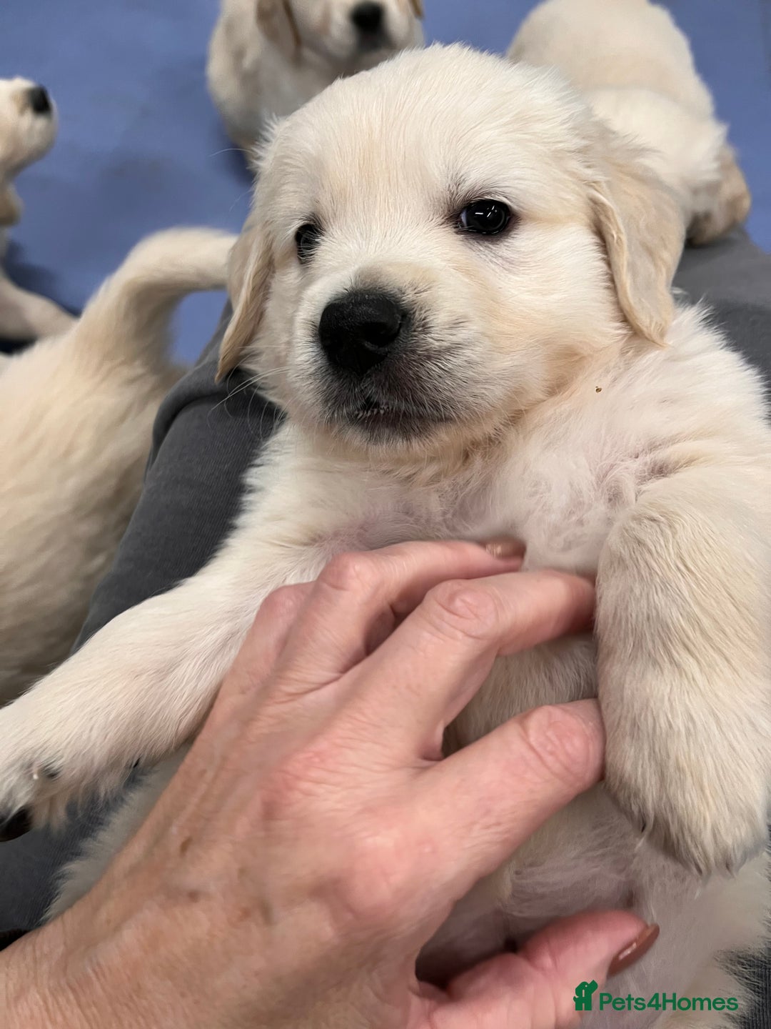 Golden Retriever dogs for sale: Stunning quality golden retriever puppies - Advert 4