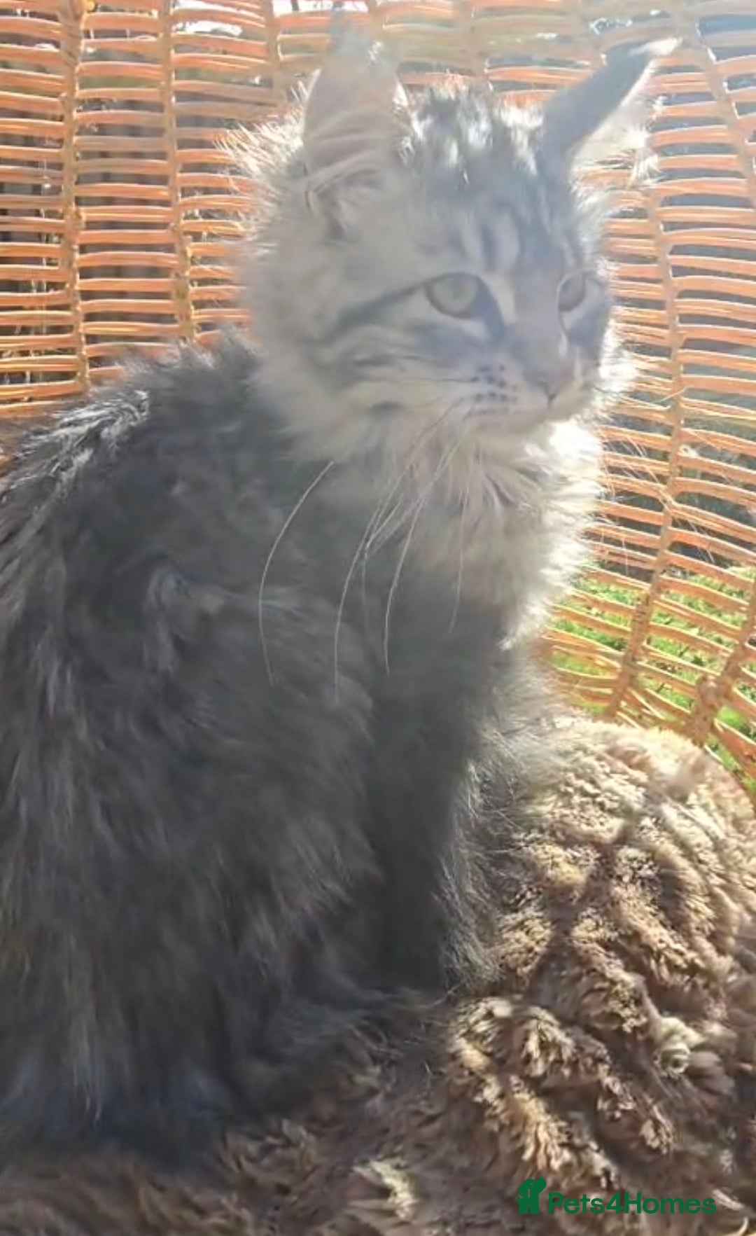 Maine Coon cats TWO LOVELY MAINE COON GIRLS ONLY SOLD AS A PAIR. - Advert 2