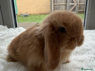 Mini Lop rabbits Mini lop - Advert 3