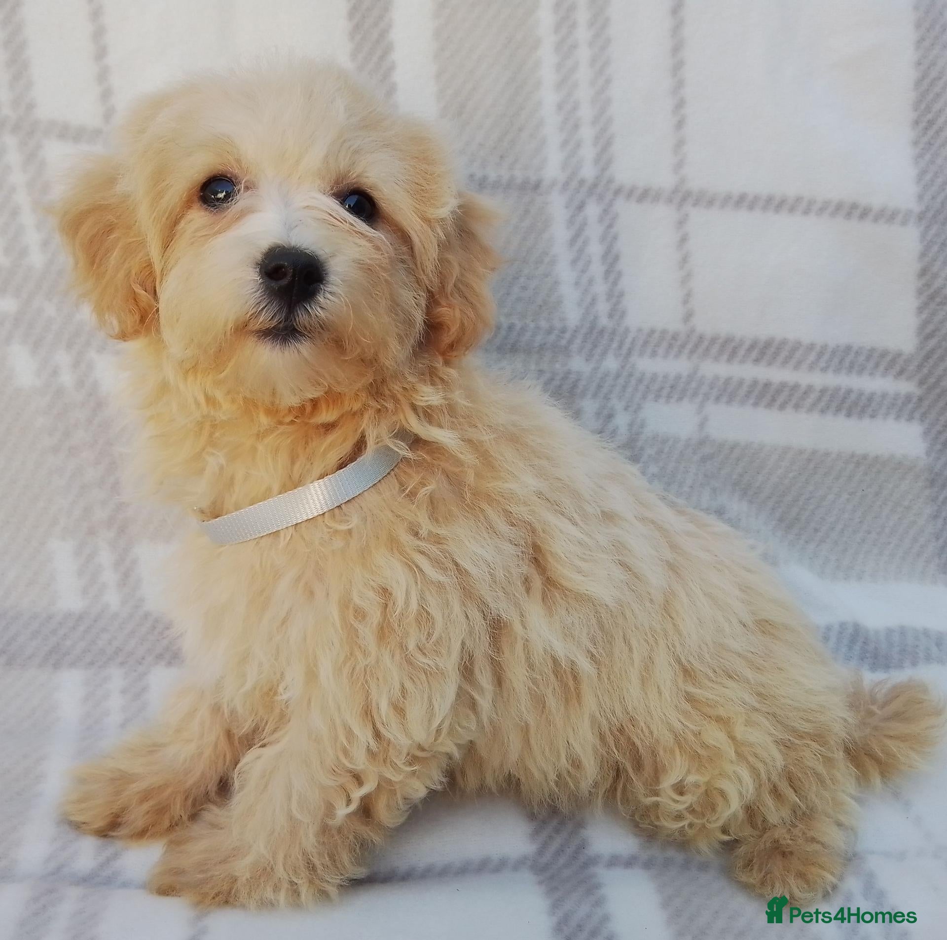 Maltipoo dogs Maltipoo puppies  - Advert 2