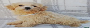 Maltipoo 3
