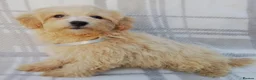 Maltipoo dogs for sale: Maltipoo puppies  - Advert 6