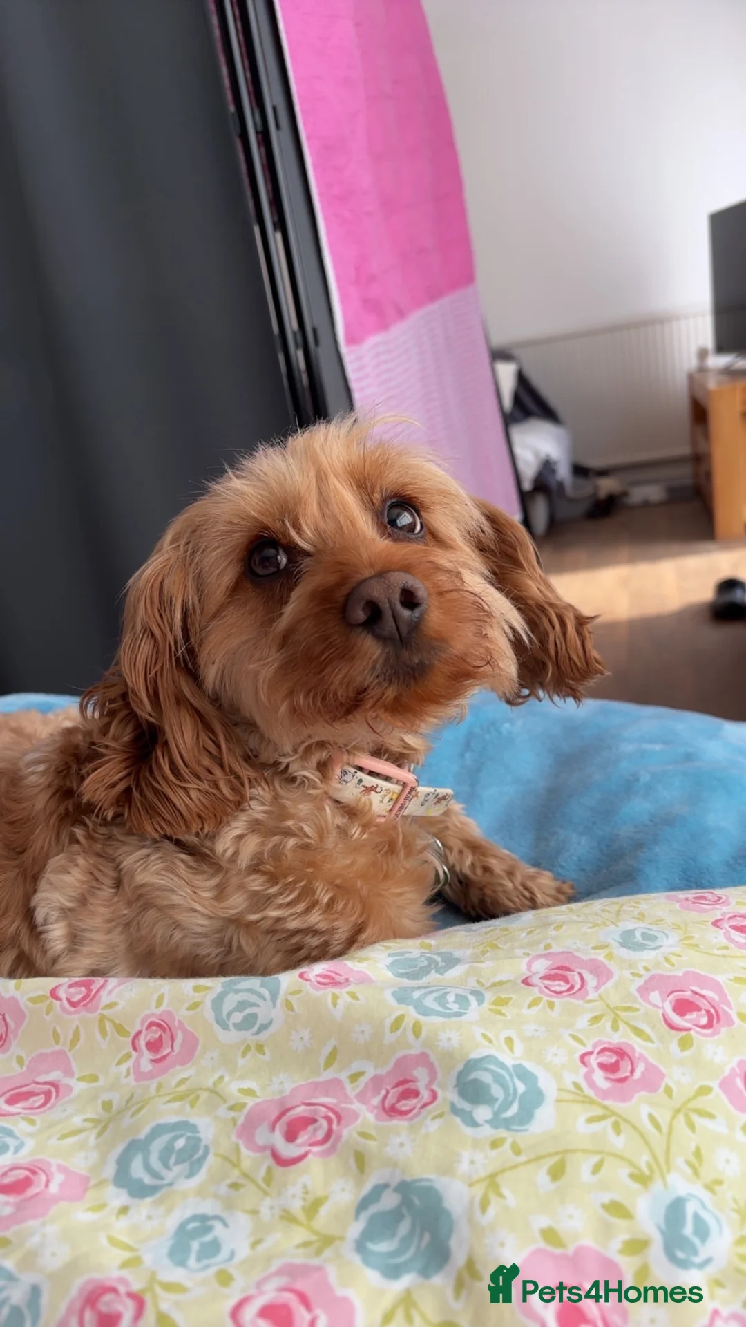 Cockapoo dogs for sale: Cockapoo for sale - Advert 4