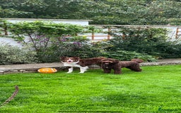 Bordoodle dogs for sale: OUTSTANDING *TRI COLOUR* MINIATURE BORDOODLES - Image 16