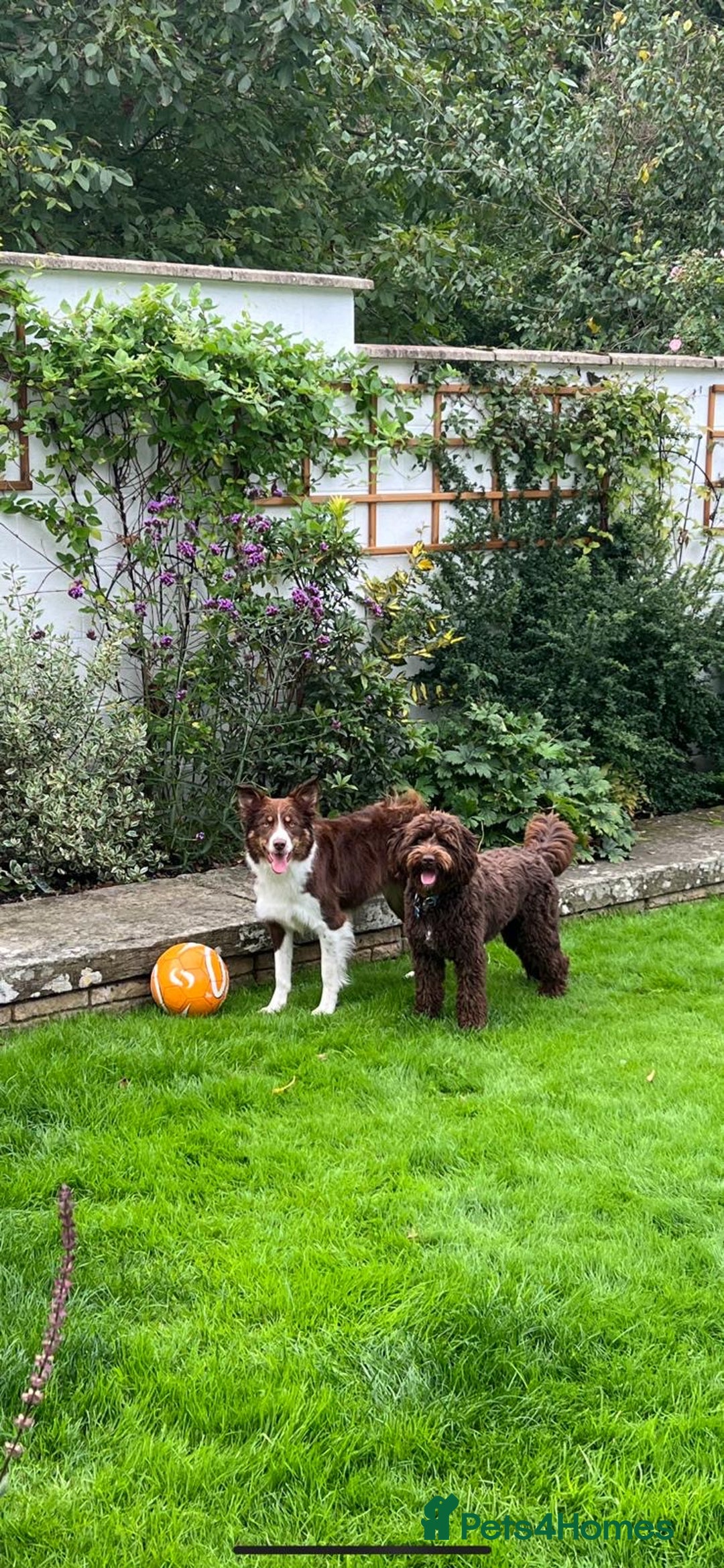 Bordoodle dogs for sale: OUTSTANDING *TRI COLOUR* MINIATURE BORDOODLES - Image 16