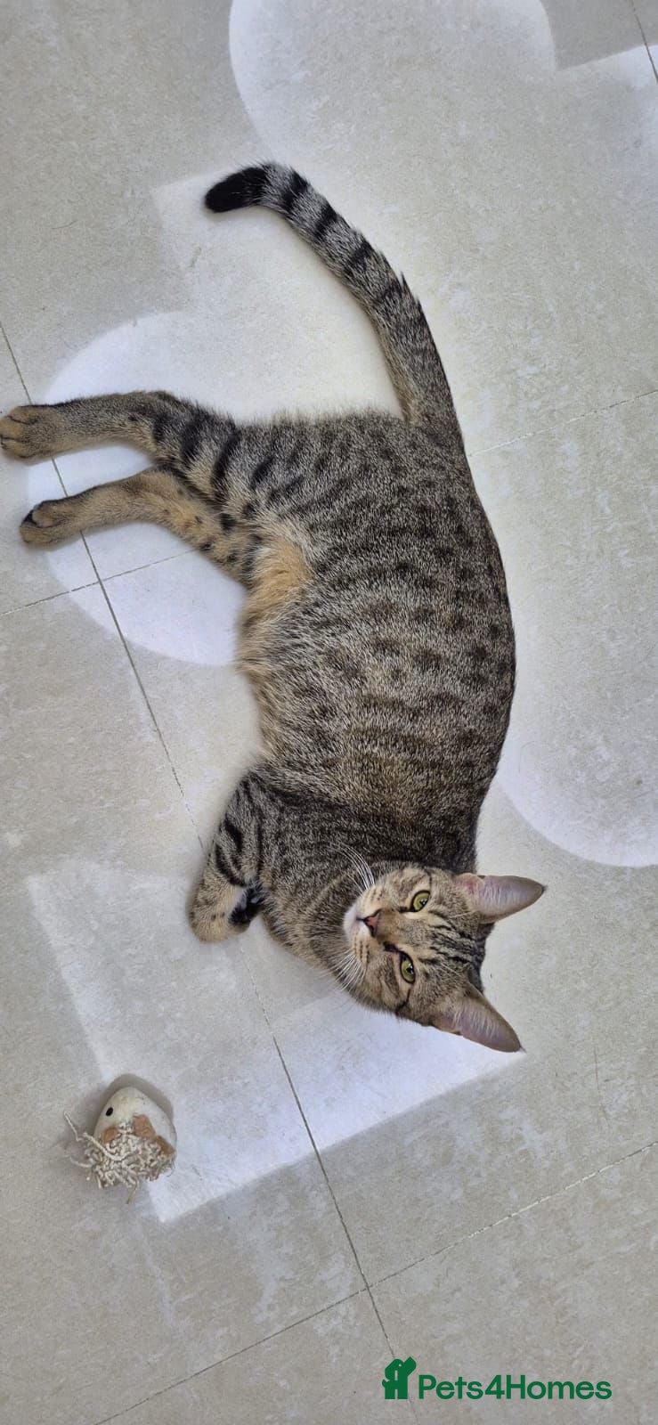 Arabian Mau cats Frodo - Advert 2