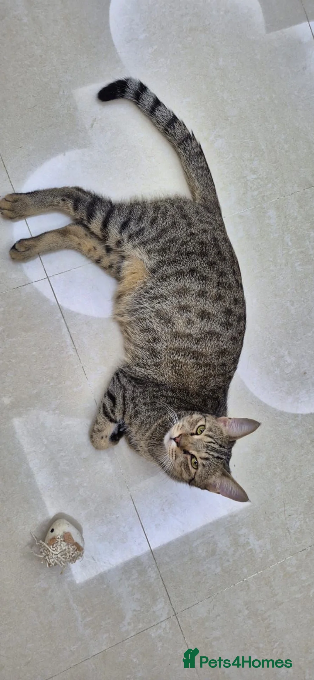 Arabian Mau cats for adoption: Frodo - Advert 1