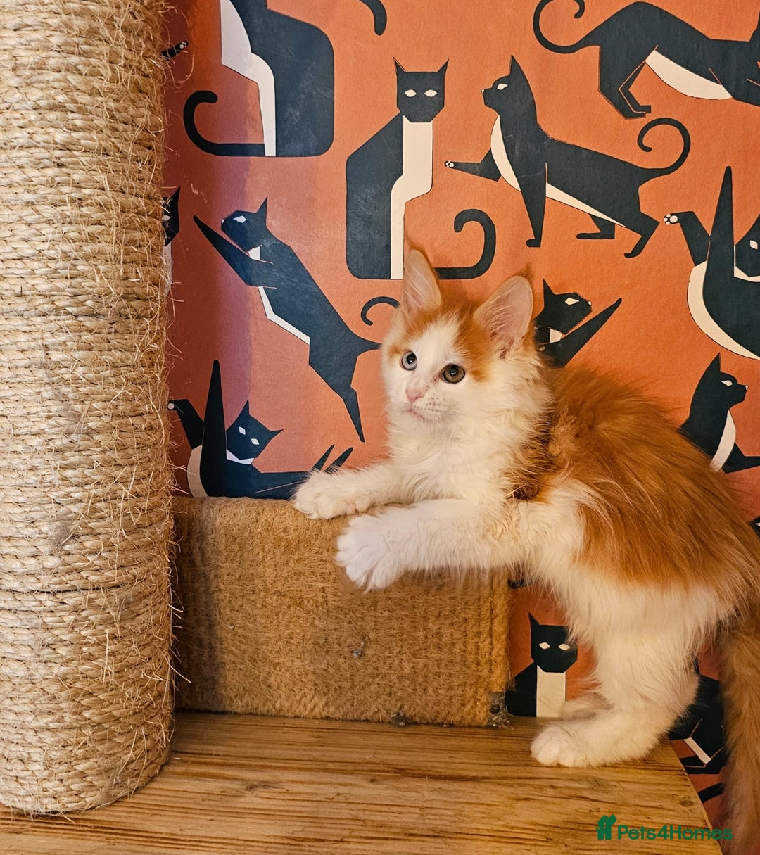 Maine Coon cats for sale: Maine Coons Kittens,  *1 polydactil available* - Advert 4