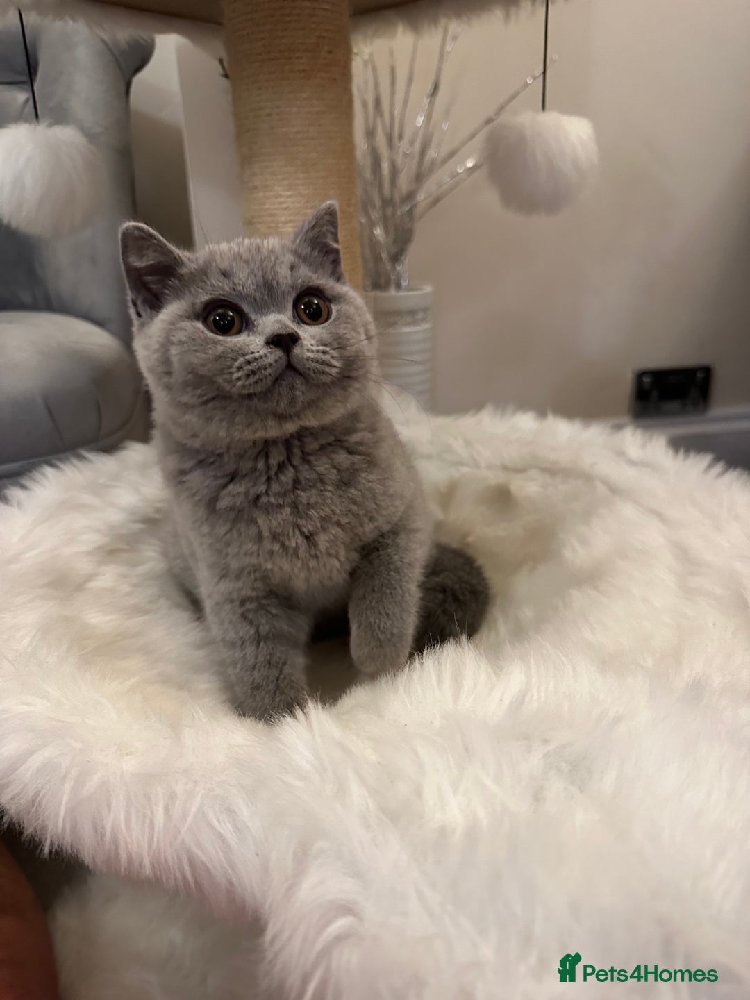 British Shorthair cats for sale: Lilac,Blue,BiColours & Colourpoint Registered  - Image 1