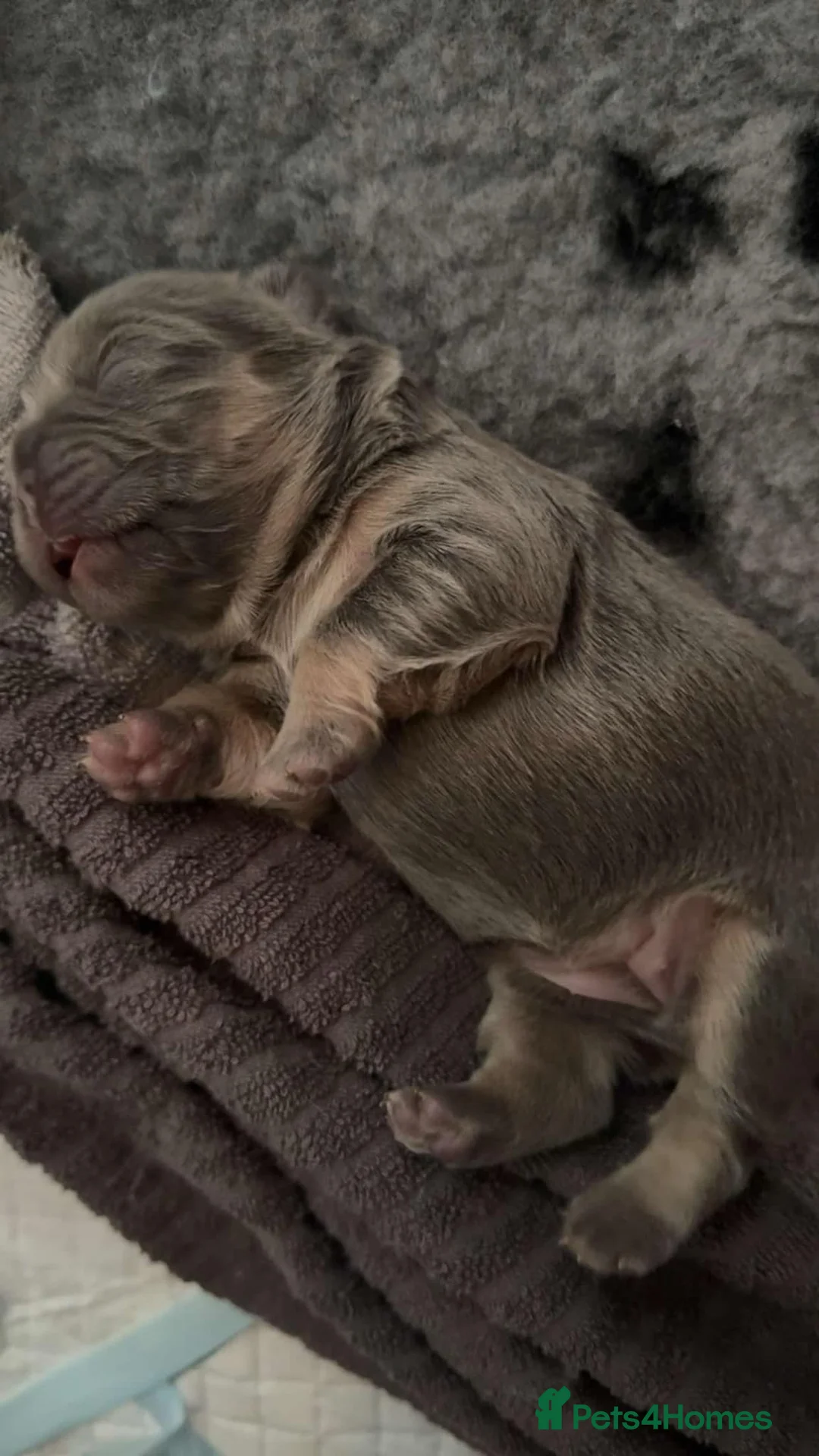 French Bulldog dogs for stud: Rfg tested aa lilac quad fluffy carrying testable in Sheffield - Advert 24