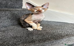Sphynx cats for sale: 4 female canadian sphynx looking for home - Advert 7