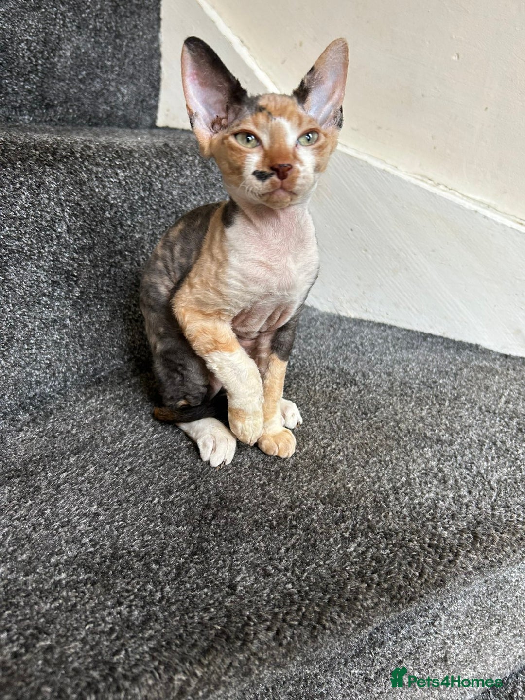Sphynx cats for sale: 4 female canadian sphynx looking for home - Advert 7