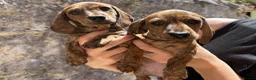 Miniature Dachshund dogs for sale: READ NOW litter of miniature dachshunds  - Advert 2