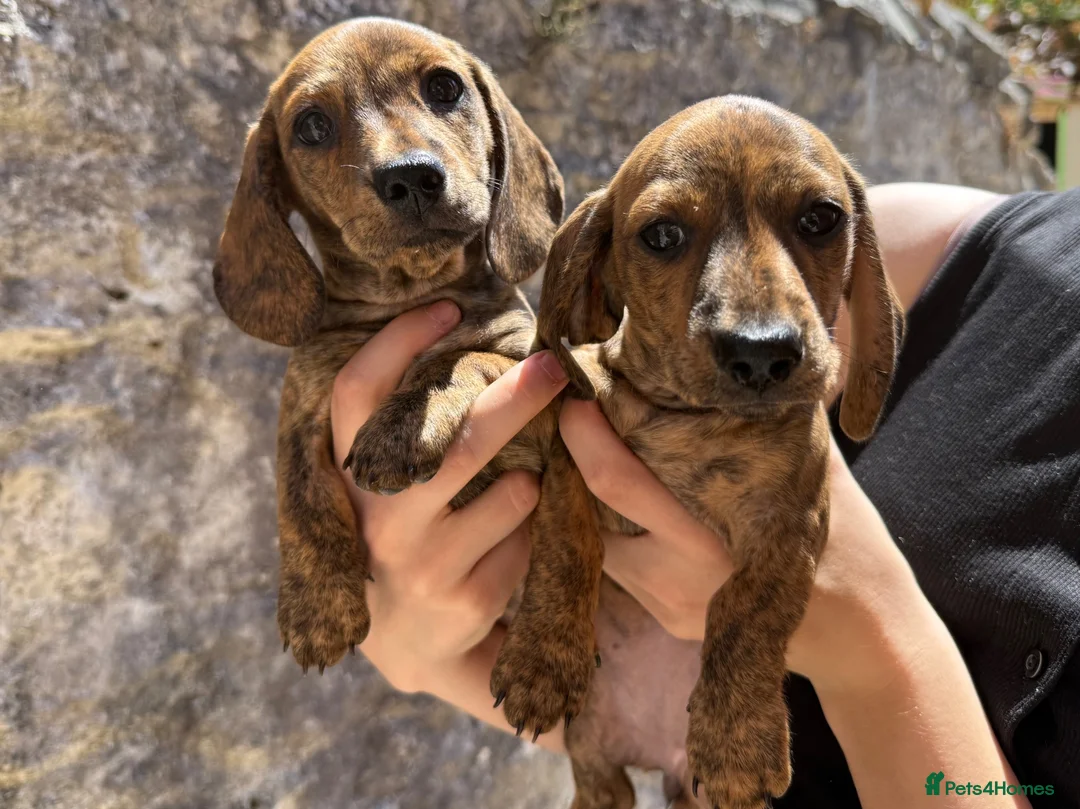 Miniature Dachshund dogs for sale: READ NOW litter of miniature dachshunds  - Advert 2