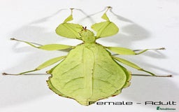Stick Insects invertebrates for sale: Two mixed color nymphs Phyllium Leaf stick insects - Image 4