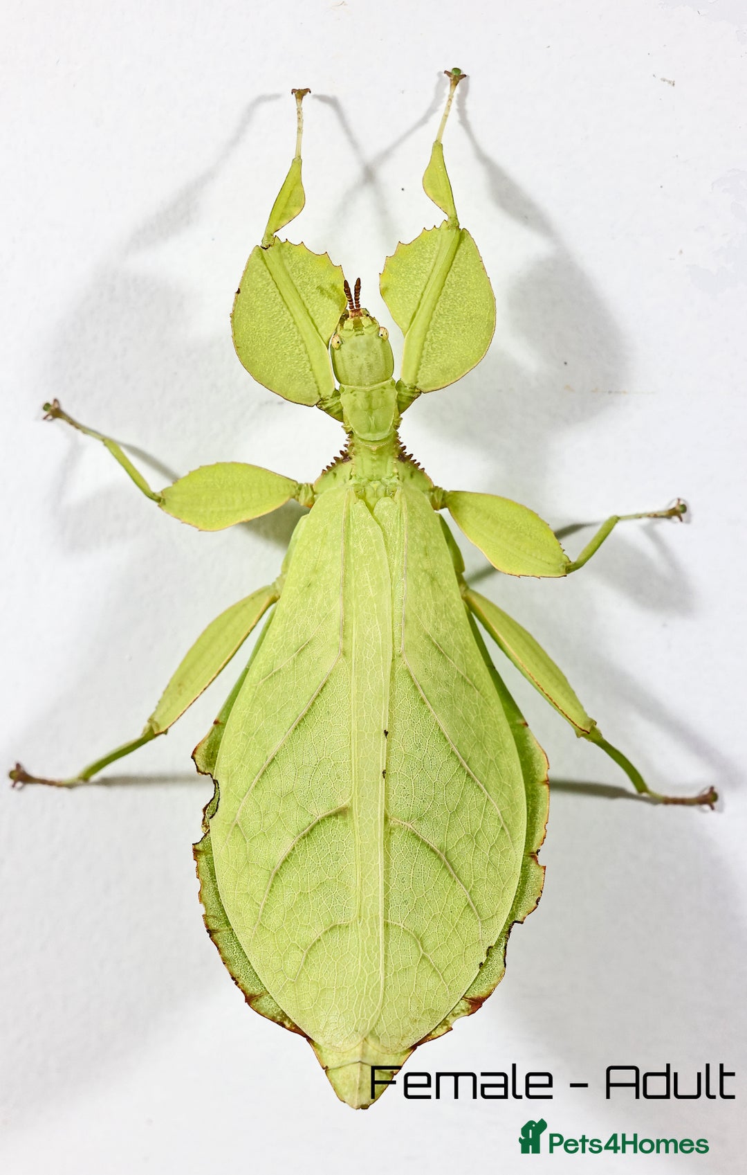 Stick Insects invertebrates for sale: Two mixed color nymphs Phyllium Leaf stick insects - Image 4