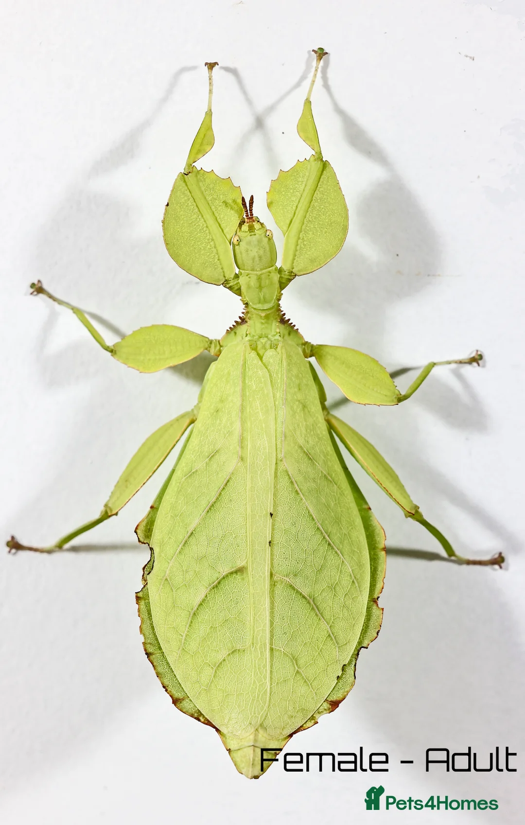 Stick Insects invertebrates for sale: Two mixed color nymphs Phyllium Leaf stick insects - Advert 4