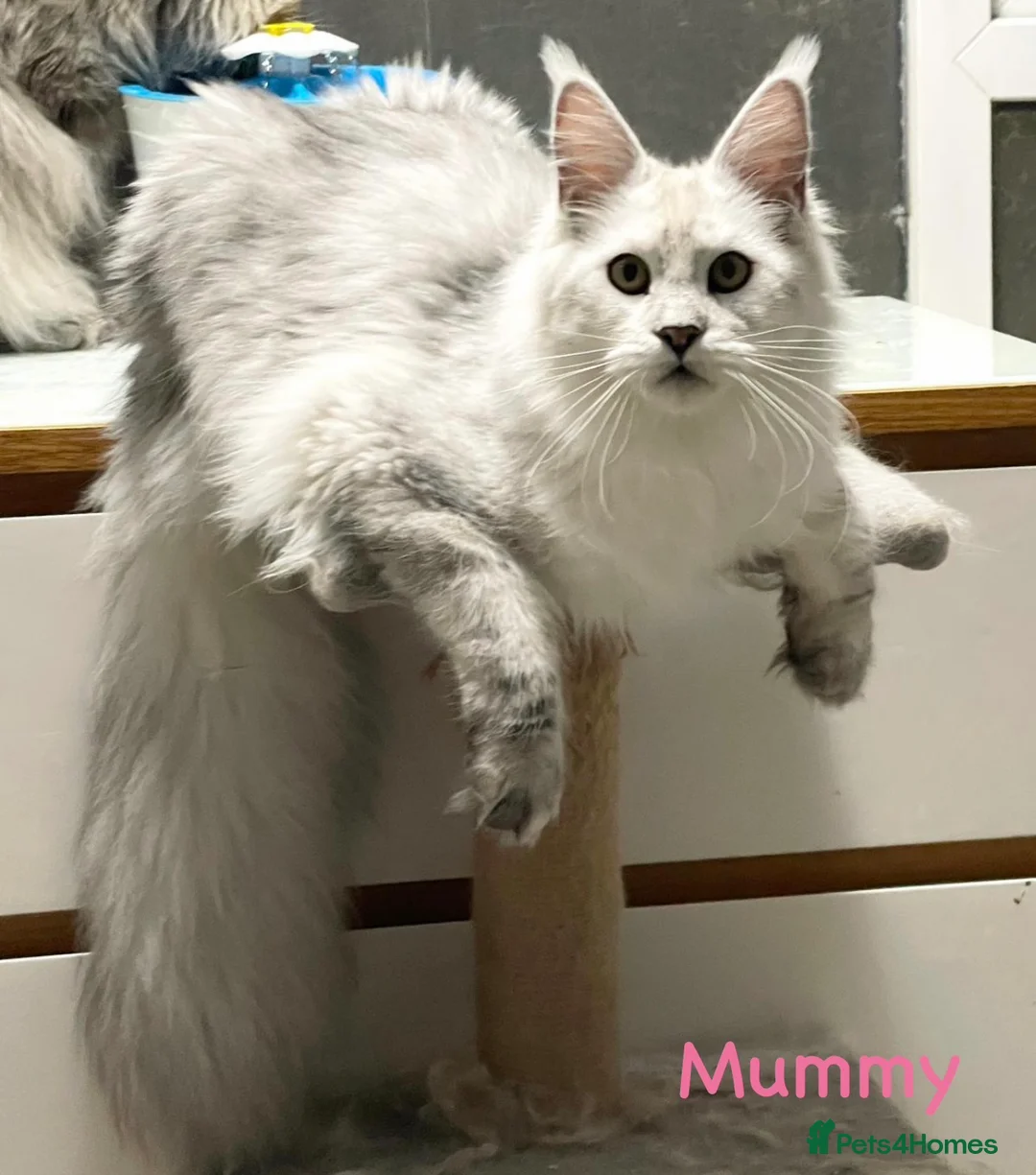 Maine Coon cats for sale: 🐾💠 *TICA REG* SILVER MAINE COON KITTENS 💠🐾 - Advert 9