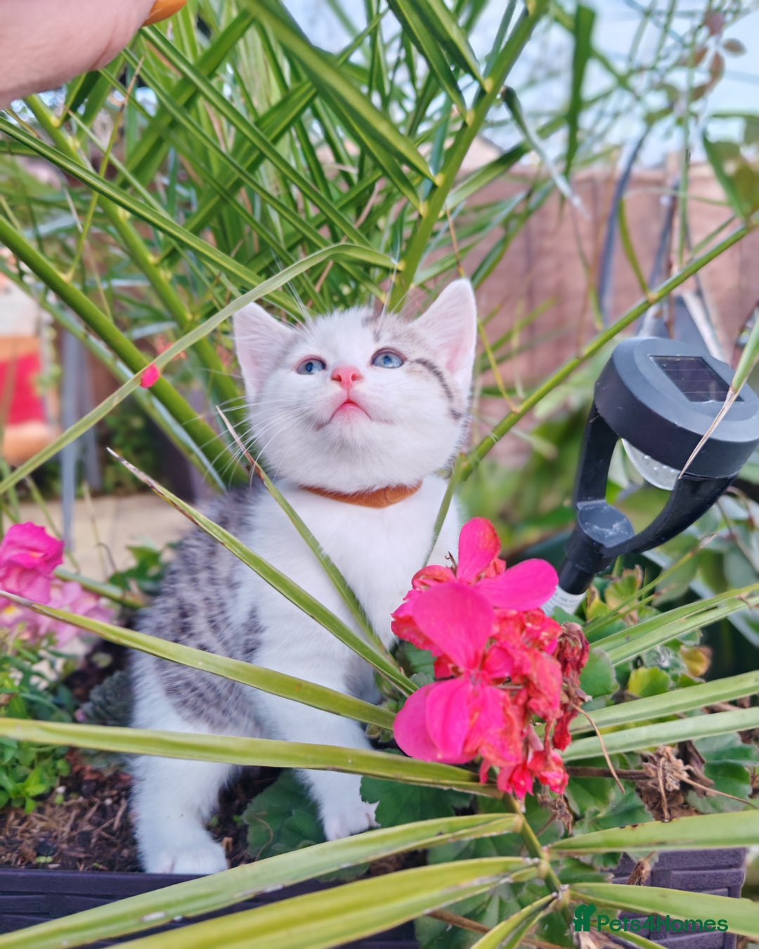 Mixed Breed cats for sale: Cute Bengal mix Kittens looking for loving homes🐱 - Image 11