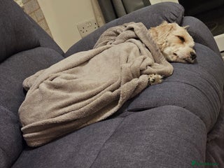 Cavachon dogs - Advert 16