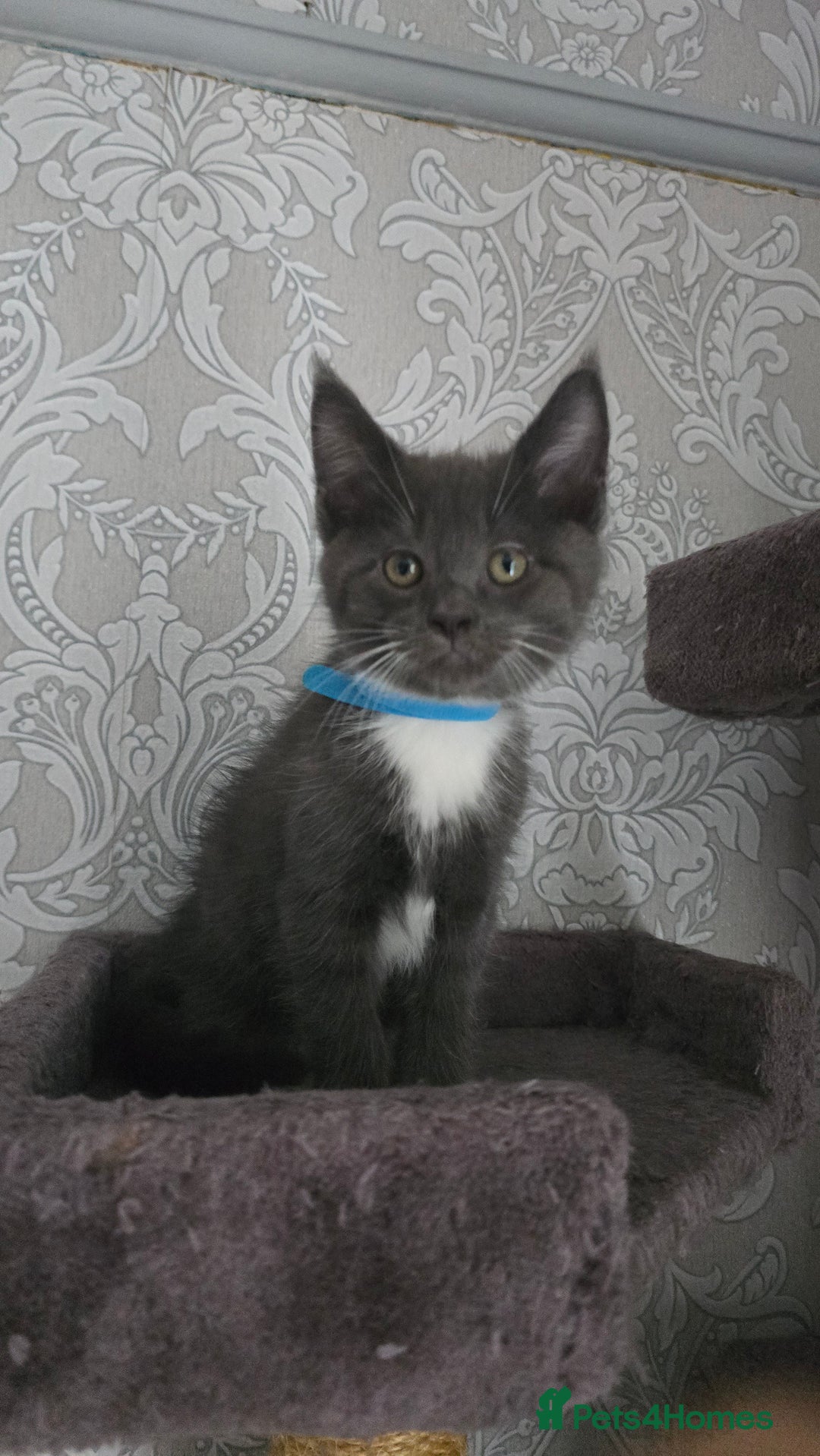 Mixed Breed cats for sale: Stunning Maine Coon Mix Kittens–Ready 15th Feb - Advert 8