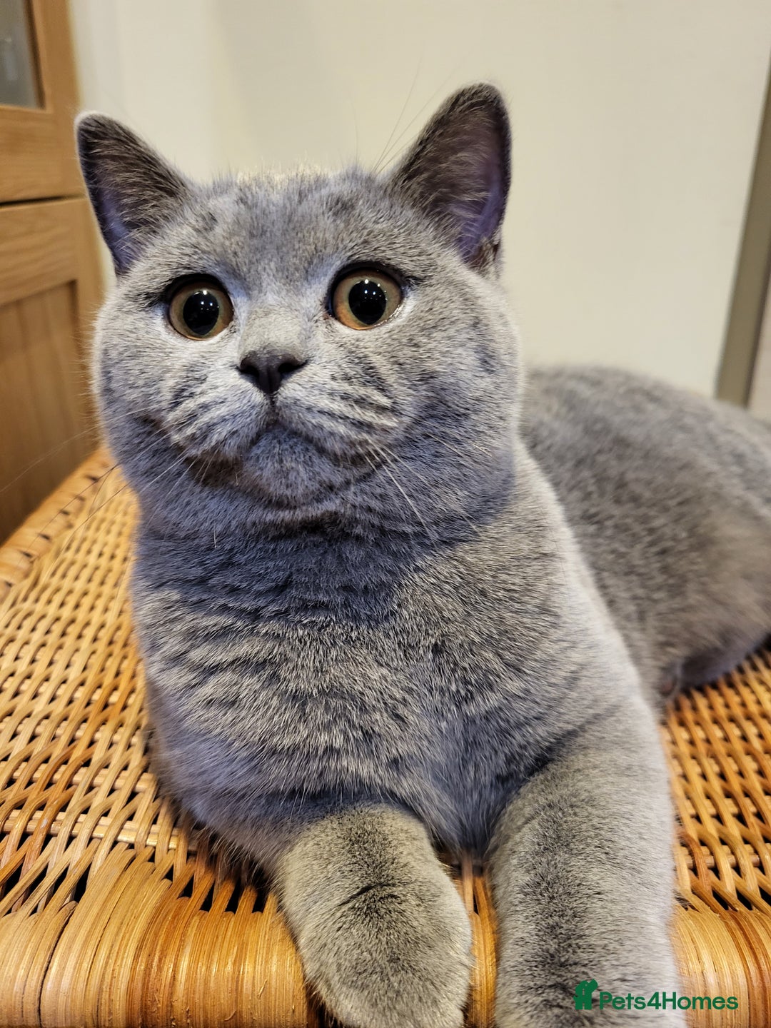 British Shorthair cats for sale: 4 British shorthair kittens  - Image 10