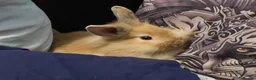 Lionhead rabbits for sale: Lionhead male - Advert 5