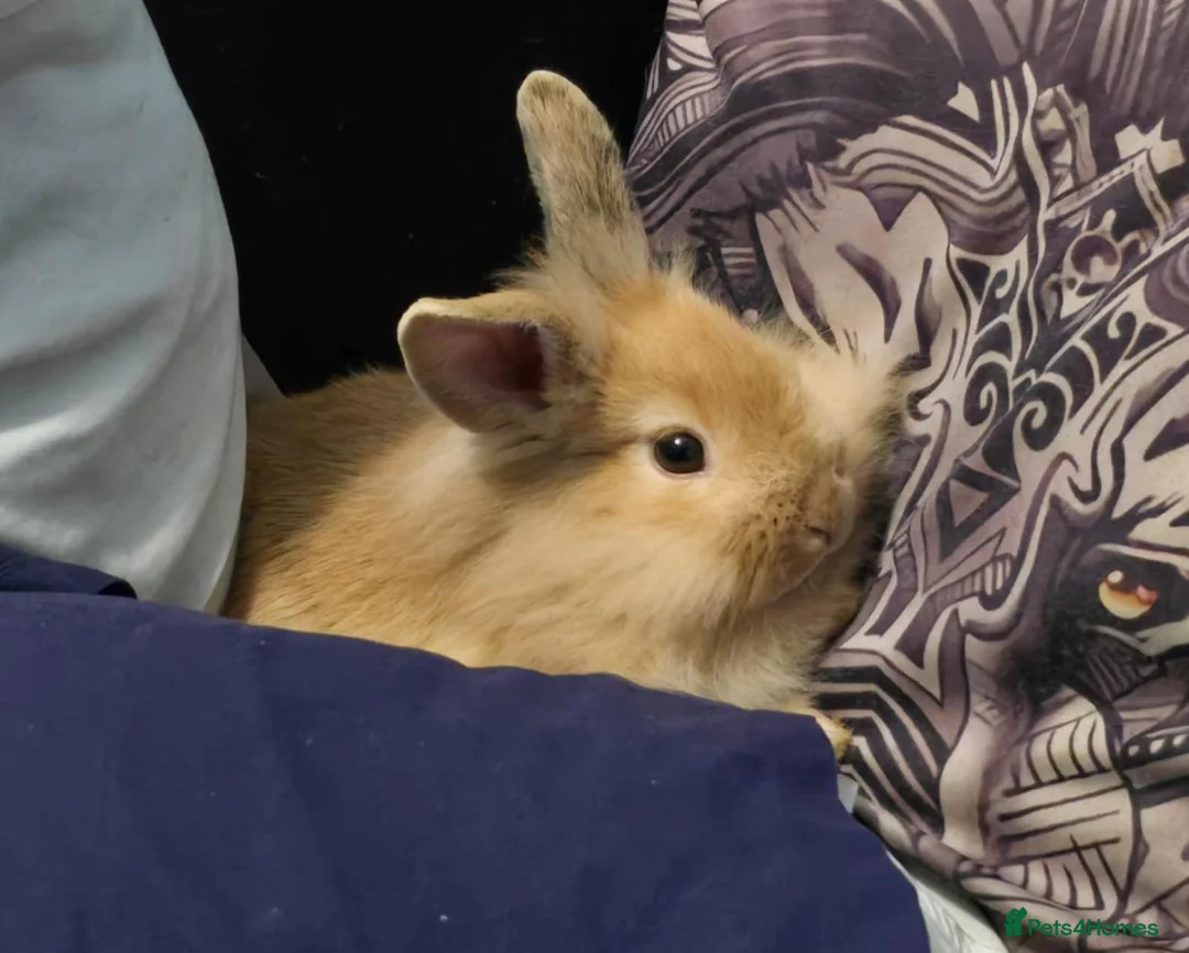 Lionhead rabbits for sale: Lionhead male - Advert 5