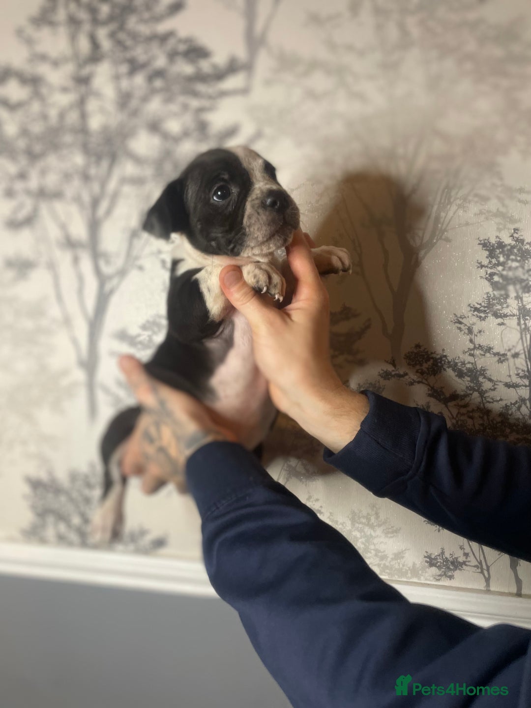 Shorty Bull dogs for sale: Proper pocket bully’s - Advert 20