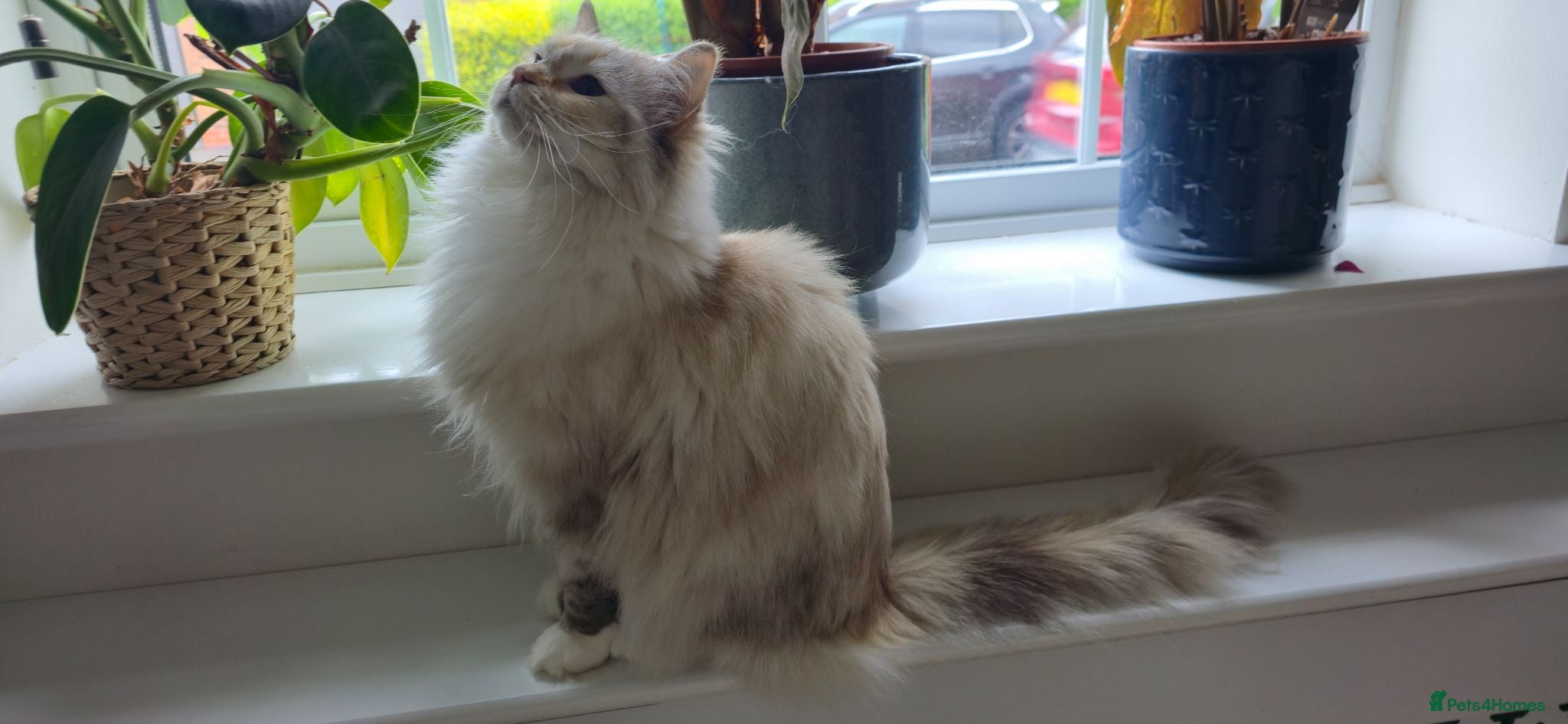 Ragdoll cats for sale: GCCF registered retired female Ragdoll Queen - Advert 1