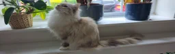 Ragdoll cats for sale: GCCF registered retired female Ragdoll Queen - Advert 9
