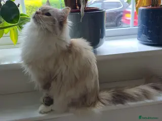 Ragdoll cats GCCF registered retired female Ragdoll Queen - Advert 1