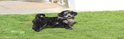 Cavapoochon dogs for sale: Beautiful Cavapoochon puppies for sale - Advert 22