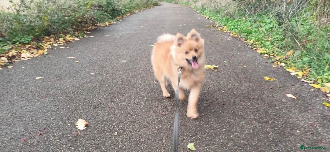 Pomeranian dogs for sale: Male Pomeranian  in Houghton le Spring - Advert 1