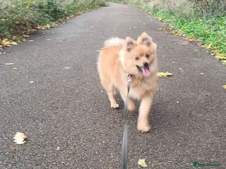 Pomeranian dogs Male Pomeranian in Houghton le Spring - Advert 1