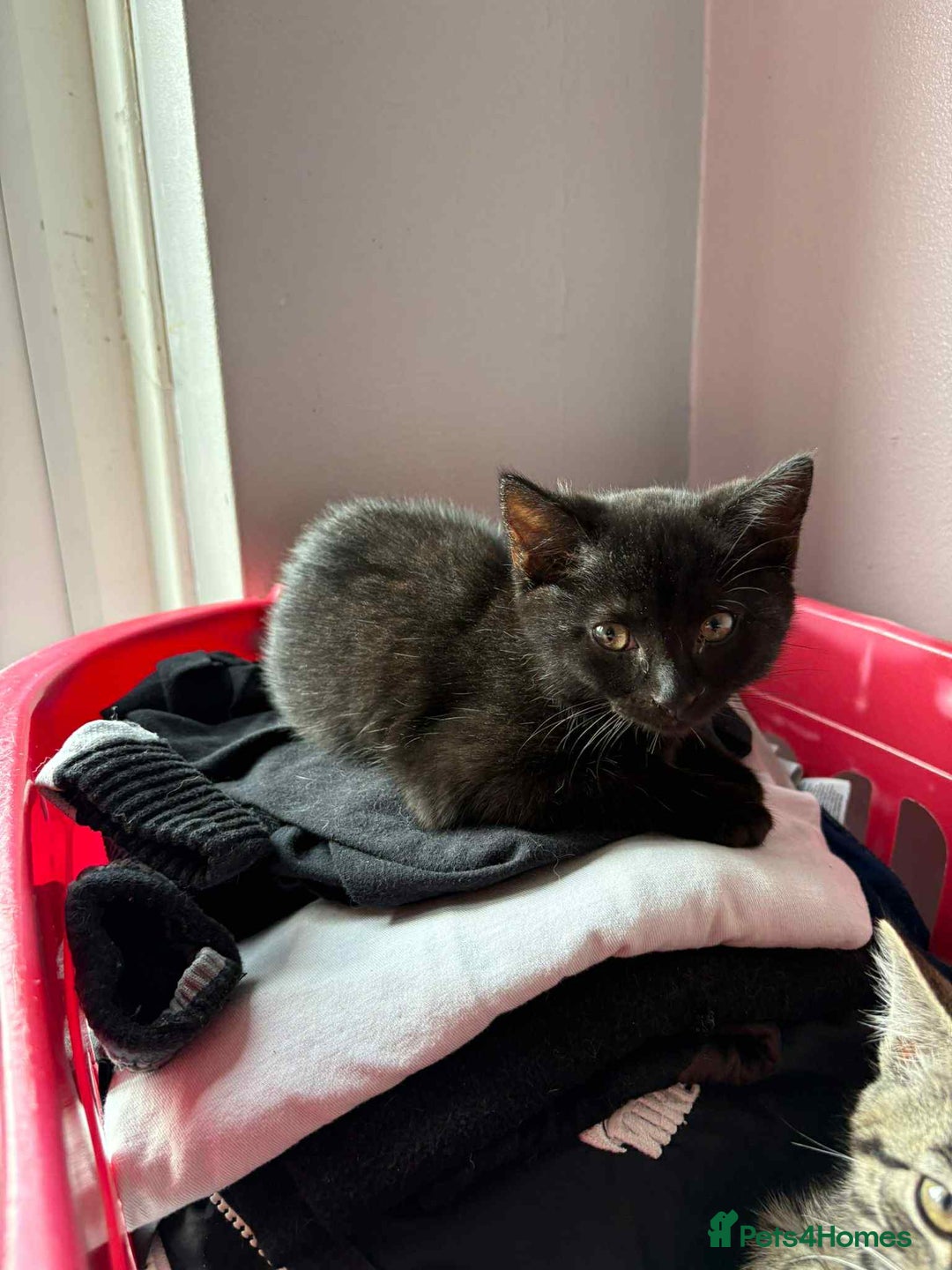 Mixed Breed cats for sale: 1 Male, 3x Female kittens - Image 5