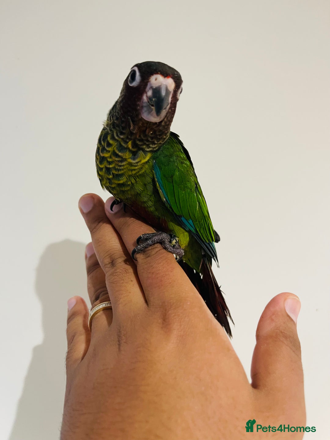 Conures birds for sale: Hand reared Emma’s, roseifrons, pearly conure - Image 8