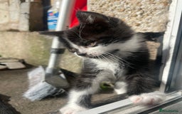 Bramble cats for sale: 8 weeks old super playful kitten - Image 4