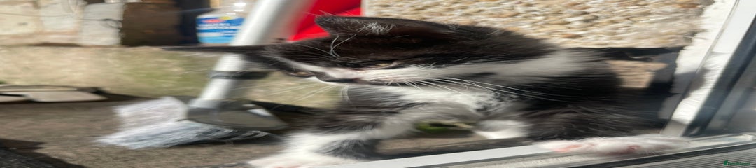 Bramble Kitten 1