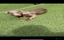 Dachshund dogs for sale: Sausage dog - Image 2