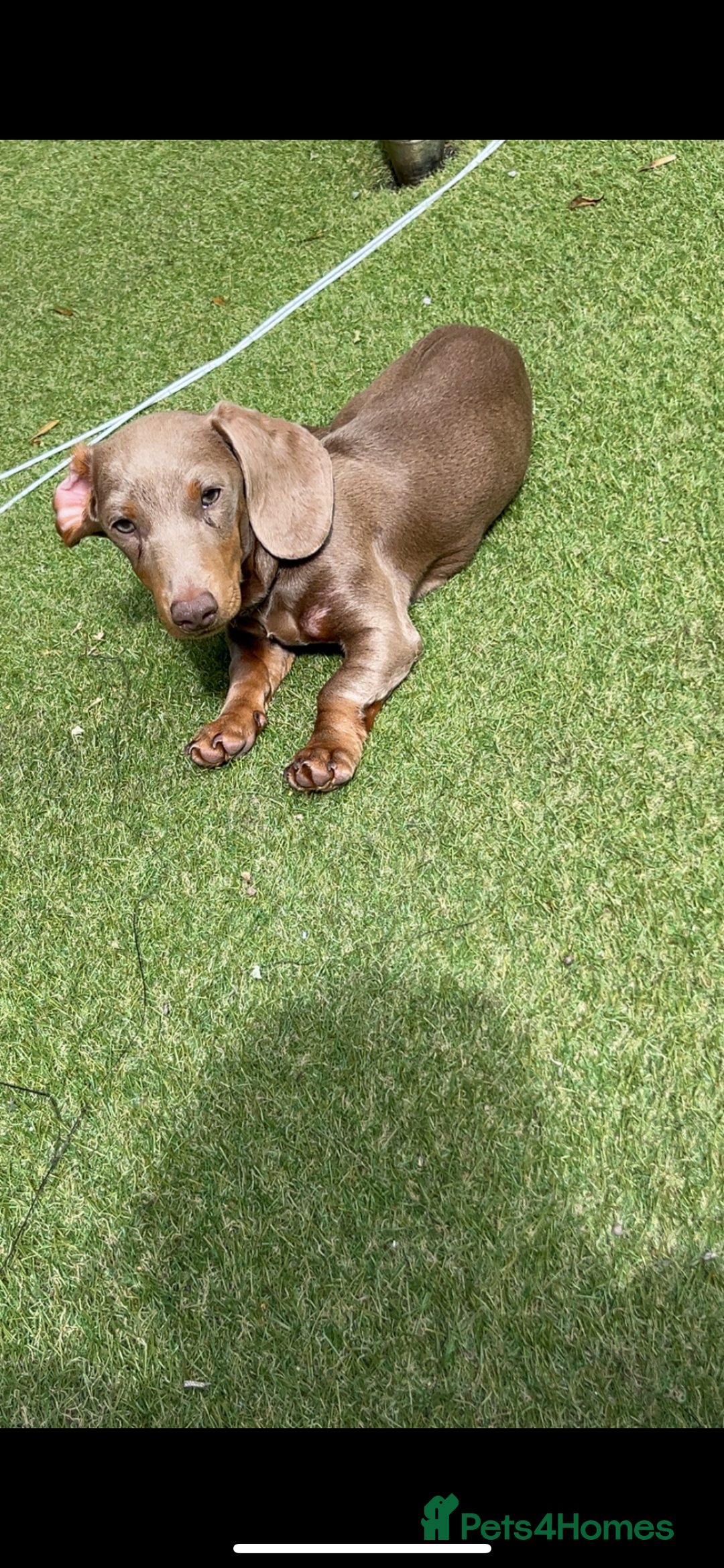 Dachshund dogs for sale: Sausage dog - Image 2
