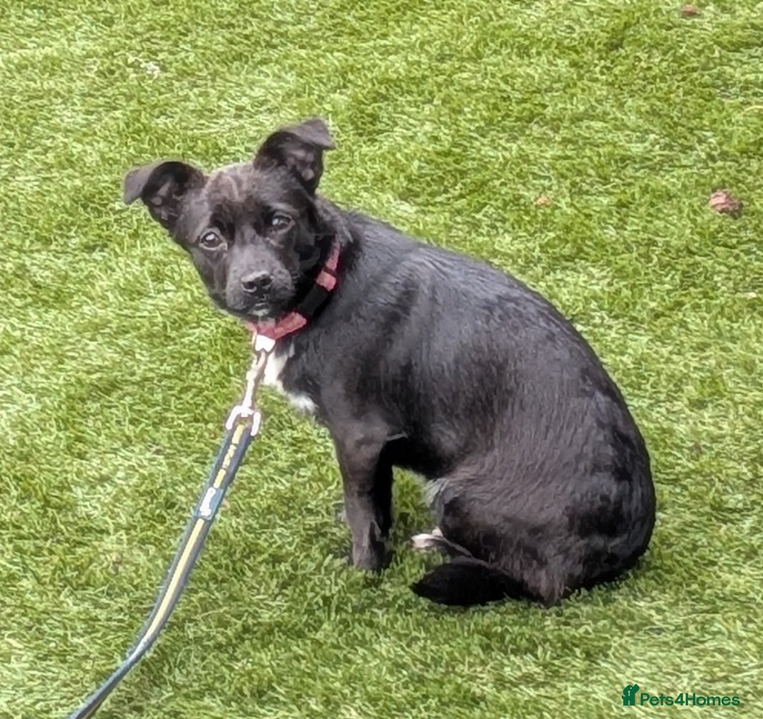 Mixed Breed dogs for sale: 8 month jack Russell/ chihuahua  - Advert 6