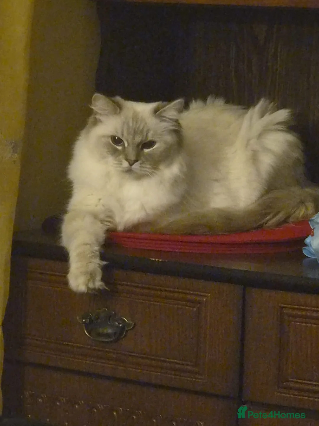 Ragdoll cats for sale: Beautiful Ragdoll Female Cat – 18 Months Old  - Advert 2