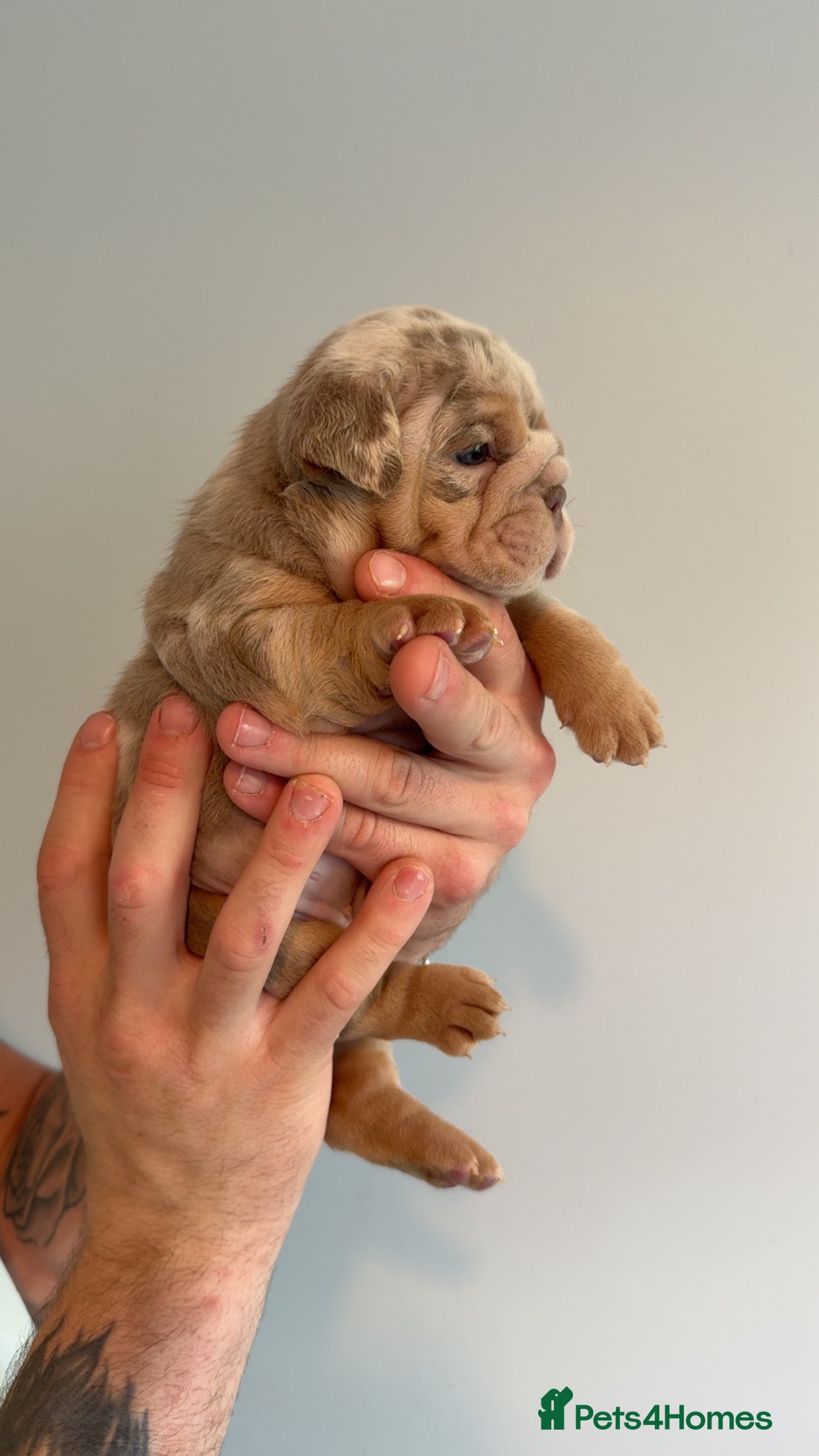 English Bulldog dogs for sale: English bulldog puppies  - Advert 7