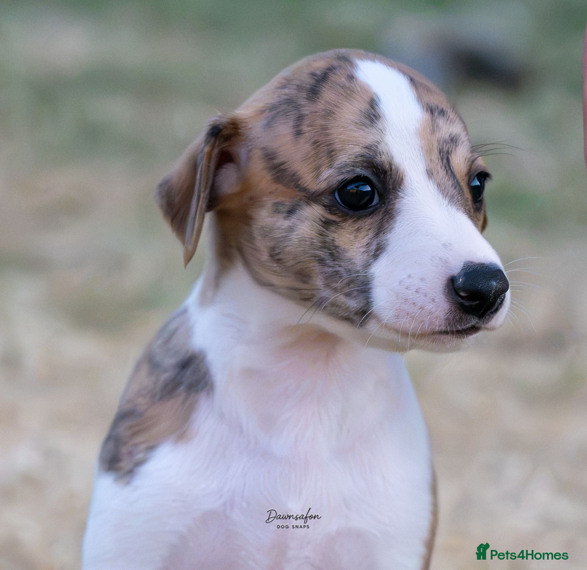 Whippet dogs Top Quality Whippet Puppies Ready to Reserve - Advert 1