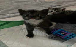 Russian Blue cats for sale: Beautiful Russian blue x kittens  - Image 8