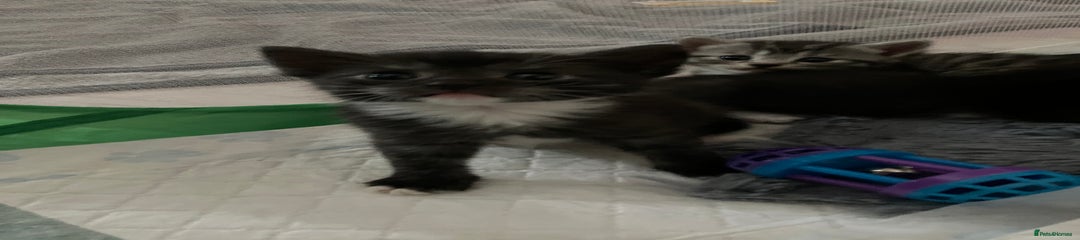 Russian Blue Kitten 2