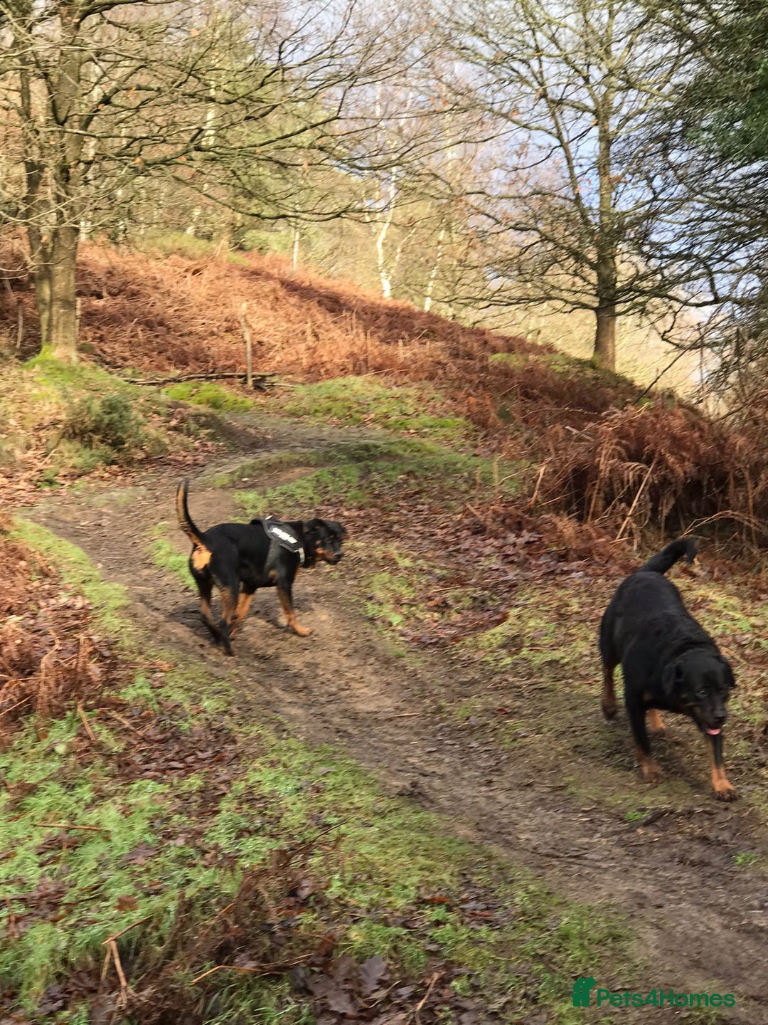 Rottweiler dogs for sale: 3 and a half year old Rottweiler - Image 15