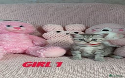 British Shorthair cats for sale: *stunning* silver tabby British short haired  - Image 6